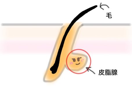 正常な肌