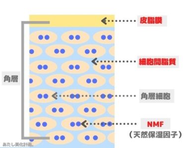 バリア機能を保つ３つのうるおい成分